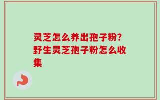 灵芝怎么养出孢子粉？野生灵芝孢子粉怎么收集
