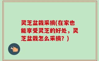 灵芝盆栽采摘(在家也能享受灵芝的好处，灵芝盆栽怎么采摘？)