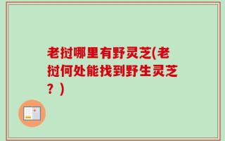 老挝哪里有野灵芝(老挝何处能找到野生灵芝？)