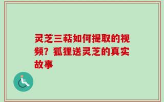 灵芝三萜如何提取的视频？狐狸送灵芝的真实故事