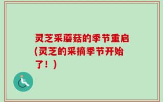 灵芝采蘑菇的季节重启(灵芝的采摘季节开始了！)