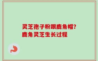 灵芝孢子粉跟鹿角帽？鹿角灵芝生长过程