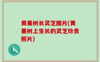黄果树长灵芝图片(黄果树上生长的灵芝珍贵照片)