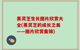 黑灵芝生长图片欣赏大全(黑灵芝的成长之美——图片欣赏集锦)