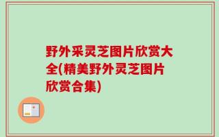 野外采灵芝图片欣赏大全(精美野外灵芝图片欣赏合集)