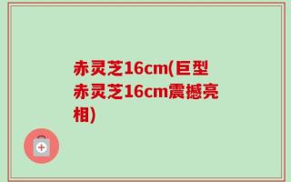 赤灵芝16cm(巨型赤灵芝16cm震撼亮相)