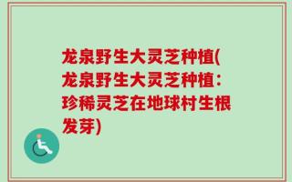 龙泉野生大灵芝种植(龙泉野生大灵芝种植：珍稀灵芝在地球村生根发芽)