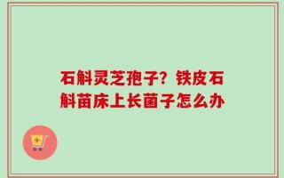 石斛灵芝孢子？铁皮石斛苗床上长菌子怎么办