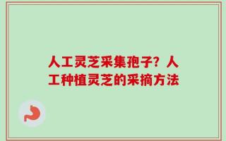 人工灵芝采集孢子？人工种植灵芝的采摘方法