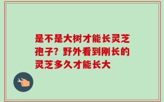 是不是大树才能长灵芝孢子？野外看到刚长的灵芝多久才能长大