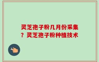 灵芝孢子粉几月份采集？灵芝孢子粉种植技术