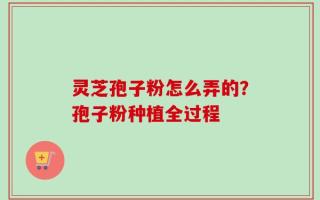 灵芝孢子粉怎么弄的？孢子粉种植全过程