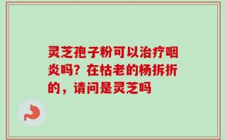 灵芝孢子粉可以治疗咽炎吗？在枯老的杨拆折的，请问是灵芝吗