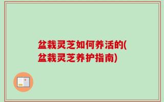 盆栽灵芝如何养活的(盆栽灵芝养护指南)