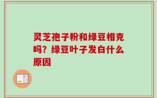 灵芝孢子粉和绿豆相克吗？绿豆叶子发白什么原因