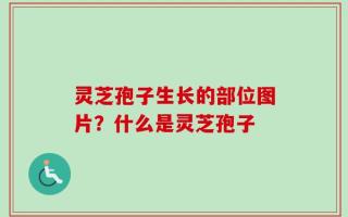 灵芝孢子生长的部位图片？什么是灵芝孢子