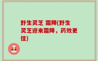 野生灵芝 霜降(野生灵芝迎来霜降，药效更佳)