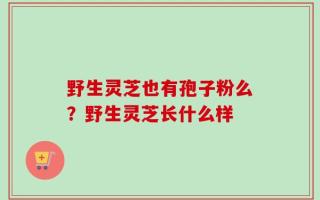 野生灵芝也有孢子粉么？野生灵芝长什么样
