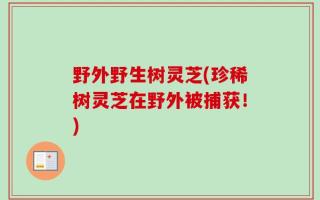 野外野生树灵芝(珍稀树灵芝在野外被捕获！)