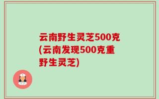 云南野生灵芝500克(云南发现500克重野生灵芝)