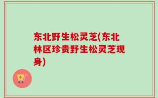 东北野生松灵芝(东北林区珍贵野生松灵芝现身)