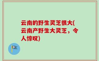 云南的野生灵芝很大(云南产野生大灵芝，令人惊叹)