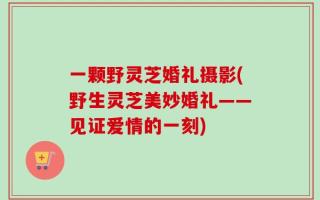 一颗野灵芝婚礼摄影(野生灵芝美妙婚礼——见证爱情的一刻)