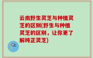 云南野生灵芝与种植灵芝的区别(野生与种植灵芝的区别，让你更了解纯正灵芝)