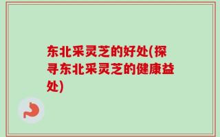 东北采灵芝的好处(探寻东北采灵芝的健康益处)