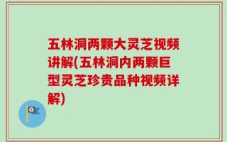 五林洞两颗大灵芝视频讲解(五林洞内两颗巨型灵芝珍贵品种视频详解)