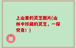上山里的灵芝图片(山林中珍藏的灵芝，一探究竟！)