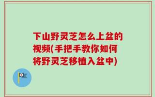 下山野灵芝怎么上盆的视频(手把手教你如何将野灵芝移植入盆中)