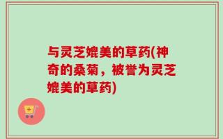 与灵芝媲美的草药(神奇的桑菊，被誉为灵芝媲美的草药)