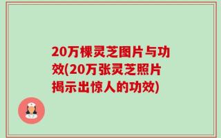 20万棵灵芝图片与功效(20万张灵芝照片揭示出惊人的功效)