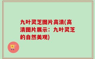 九叶灵芝图片高清(高清图片展示：九叶灵芝的自然美观)