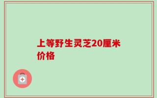 上等野生灵芝20厘米价格