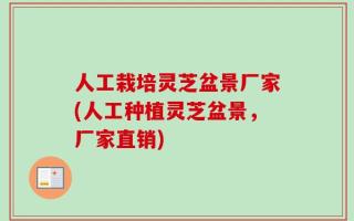 人工栽培灵芝盆景厂家(人工种植灵芝盆景，厂家直销)