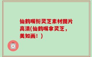 仙鹤嘴衔灵芝素材图片高清(仙鹤嘴拿灵芝，美如画！)