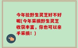 今年捡野生灵芝好不好呢(今年采摘野生灵芝收获丰富，你也可以亲手采摘！)