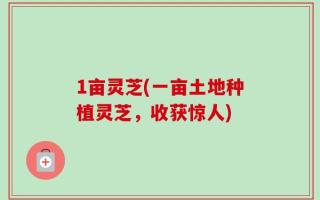 1亩灵芝(一亩土地种植灵芝，收获惊人)