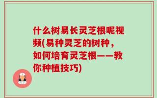 什么树易长灵芝根呢视频(易种灵芝的树种，如何培育灵芝根——教你种植技巧)