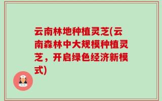 云南林地种植灵芝(云南森林中大规模种植灵芝，开启绿色经济新模式)