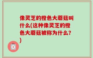 像灵芝的橙色大蘑菇叫什么(这种像灵芝的橙色大蘑菇被称为什么？)