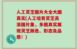 人工灵芝图片大全大图真实(人工培育灵芝高清图片集，多图真实展现灵芝颜色、形态及品质！)