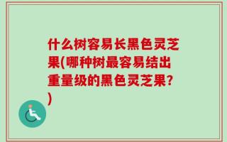 什么树容易长黑色灵芝果(哪种树最容易结出重量级的黑色灵芝果？)