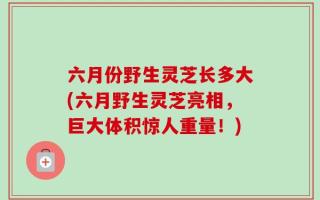 六月份野生灵芝长多大(六月野生灵芝亮相，巨大体积惊人重量！)