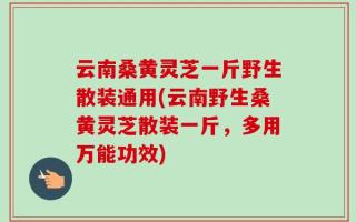 云南桑黄灵芝一斤野生散装通用(云南野生桑黄灵芝散装一斤，多用万能功效)