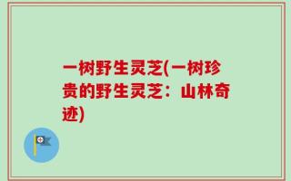 一树野生灵芝(一树珍贵的野生灵芝：山林奇迹)