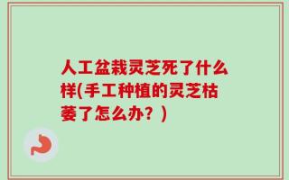 人工盆栽灵芝死了什么样(手工种植的灵芝枯萎了怎么办？)