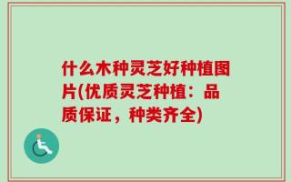 什么木种灵芝好种植图片(优质灵芝种植：品质保证，种类齐全)